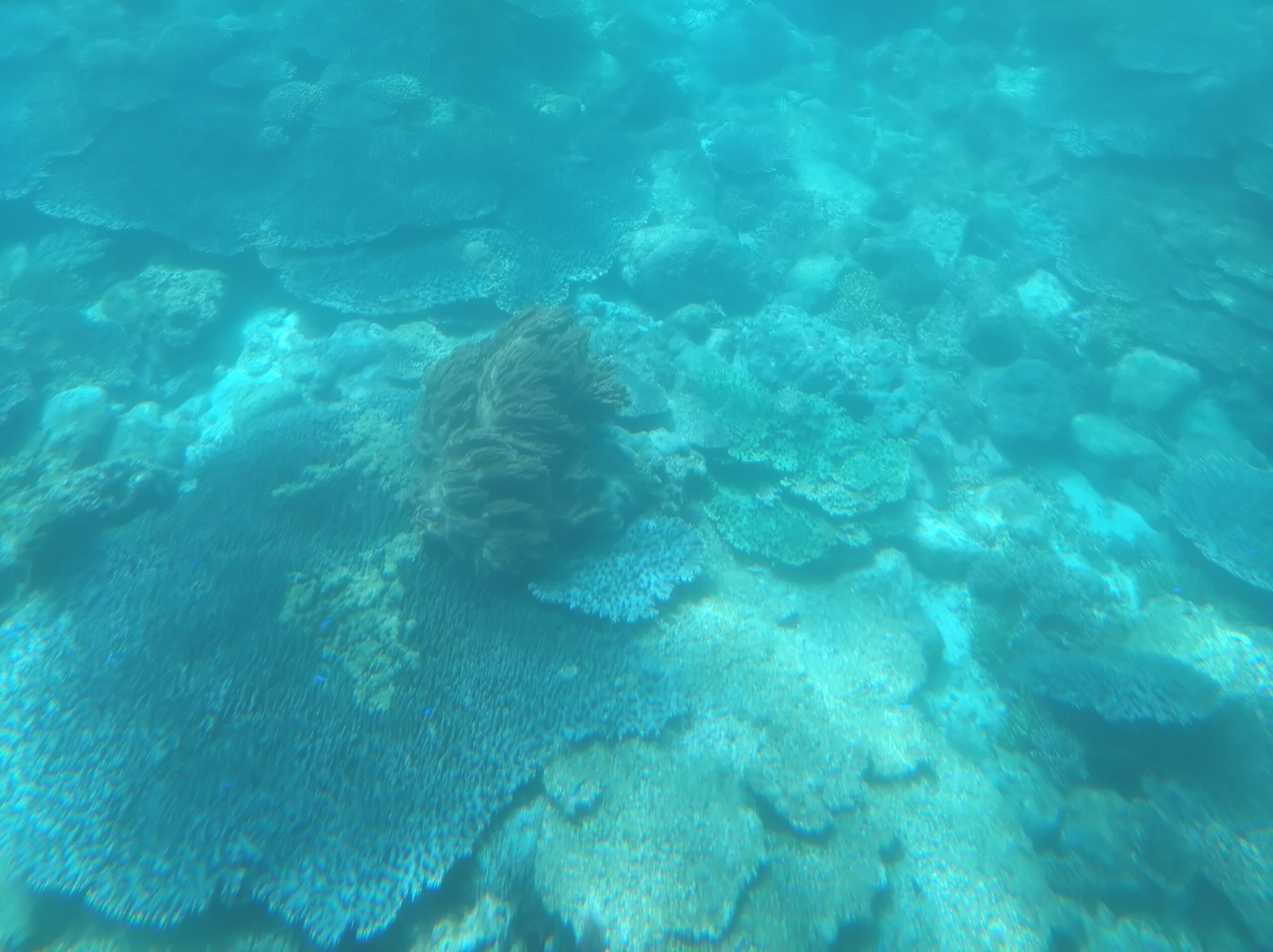 五島 サンゴ