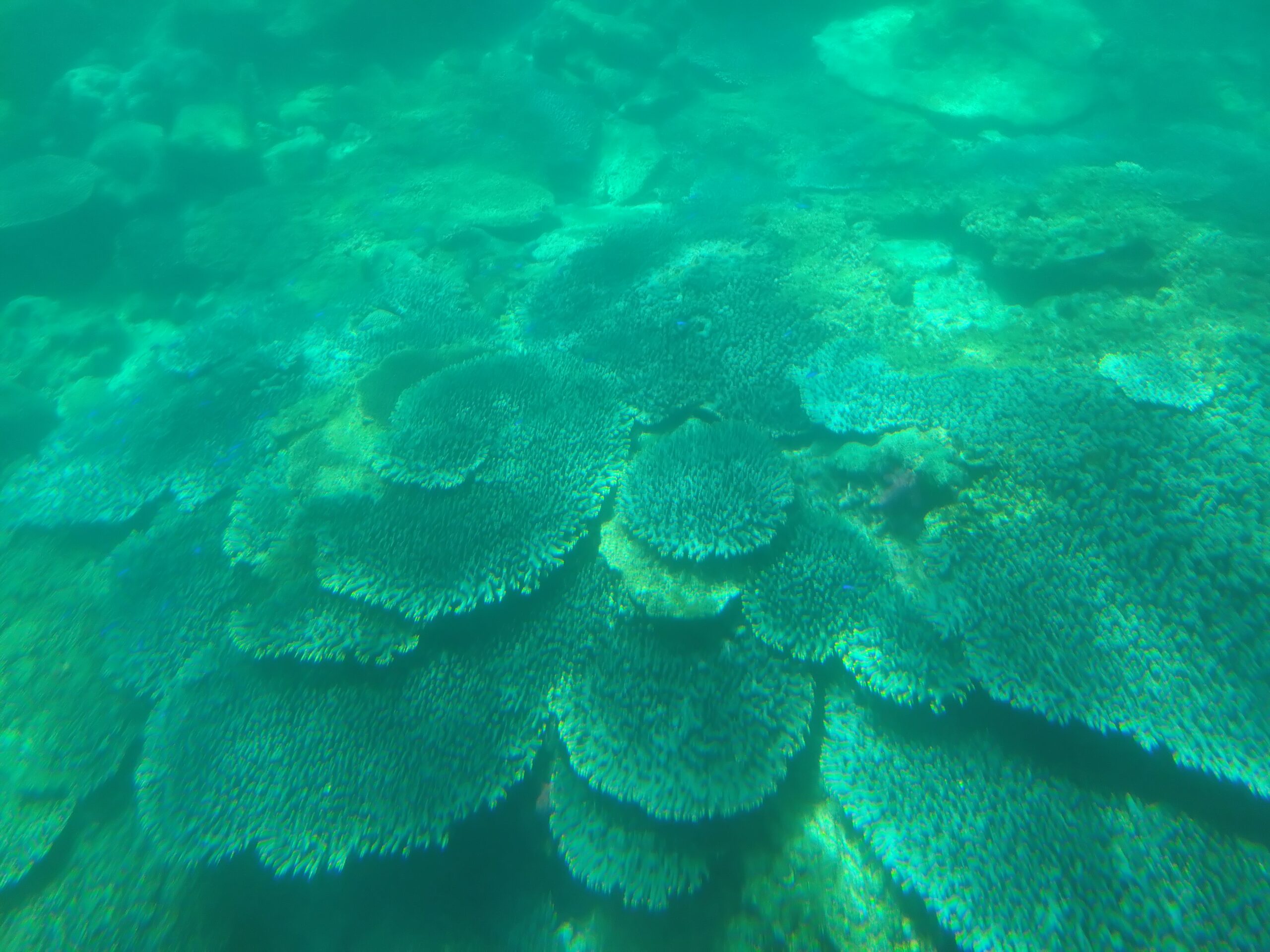 五島 サンゴ