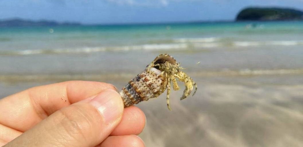 六方海水浴場ヤドカリ